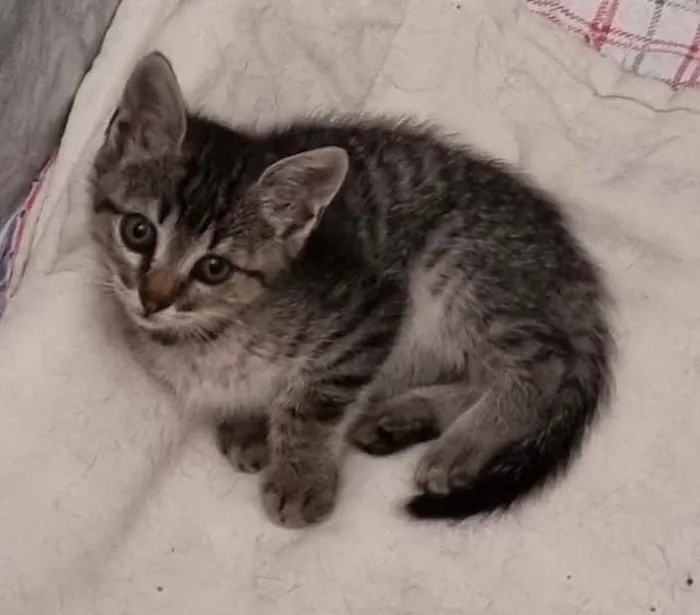 Gato ra a Felino SRD idade 2 a 6 meses nome Xuxu