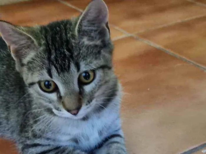 Gato ra a Felino SRD idade 2 a 6 meses nome Xuxu