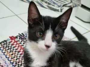 Gato raça Felino SRD idade 2 a 6 meses nome Sansão 