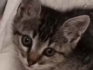 Gato ra a Felino SRD idade 2 a 6 meses nome Xuxu