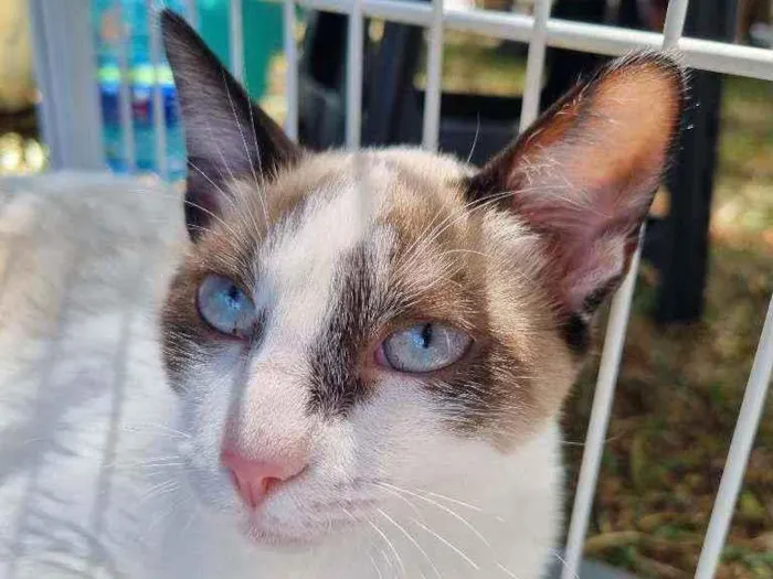 Gato ra a Felino SRD idade 2 a 6 meses nome Bibinha