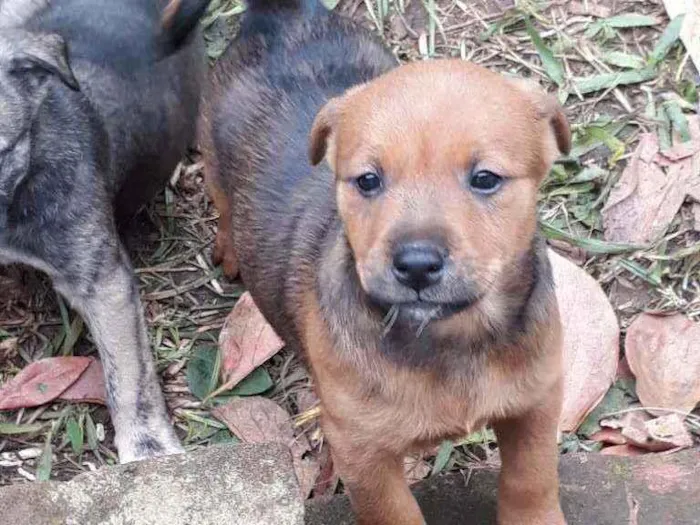 Cachorro ra a SRD idade Abaixo de 2 meses nome Filhotinhos 