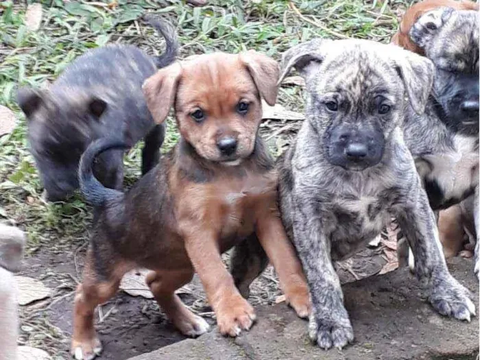 Cachorro ra a SRD idade Abaixo de 2 meses nome Filhotinhos 