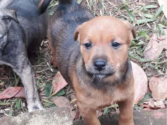 Cachorro ra a SRD idade Abaixo de 2 meses nome Filhotinhos 