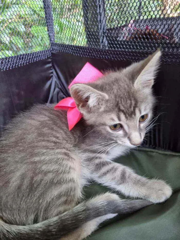 Gato ra a Felino SRD idade 2 a 6 meses nome Veludinho
