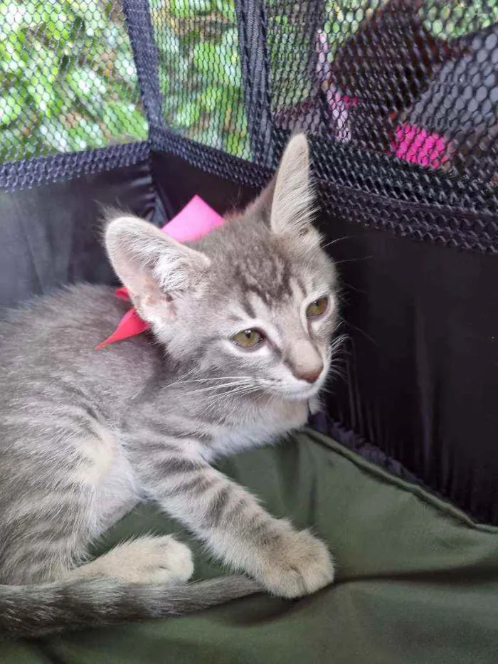 Gato ra a Felino SRD idade 2 a 6 meses nome Veludinho