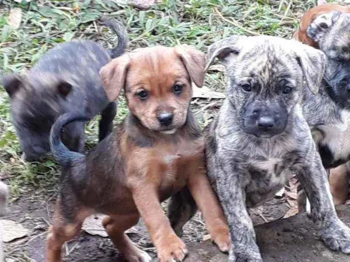 Cachorro ra a SRD idade Abaixo de 2 meses nome Filhotinhos 