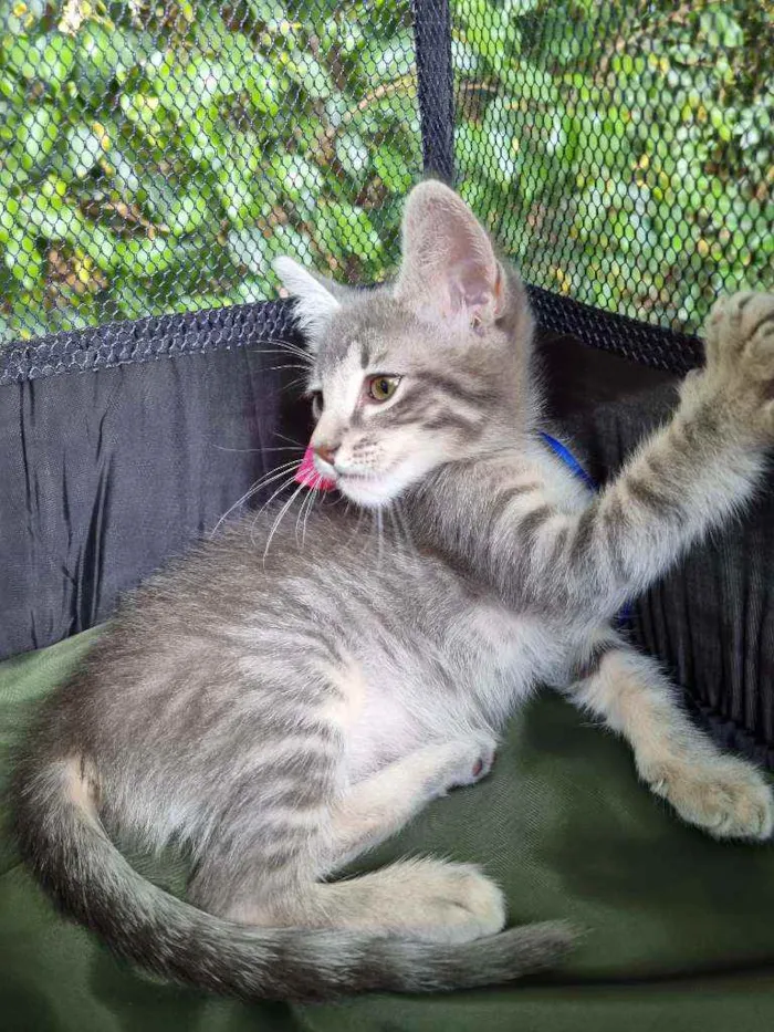 Gato ra a Felino SRD idade 2 a 6 meses nome Veludinho
