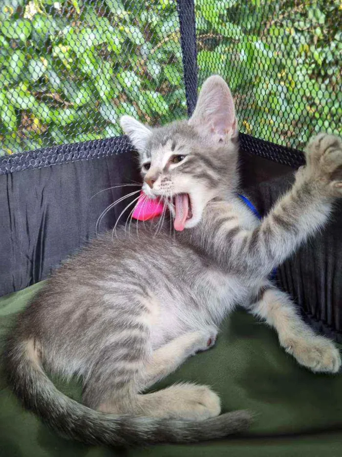 Gato ra a Felino SRD idade 2 a 6 meses nome Veludinho