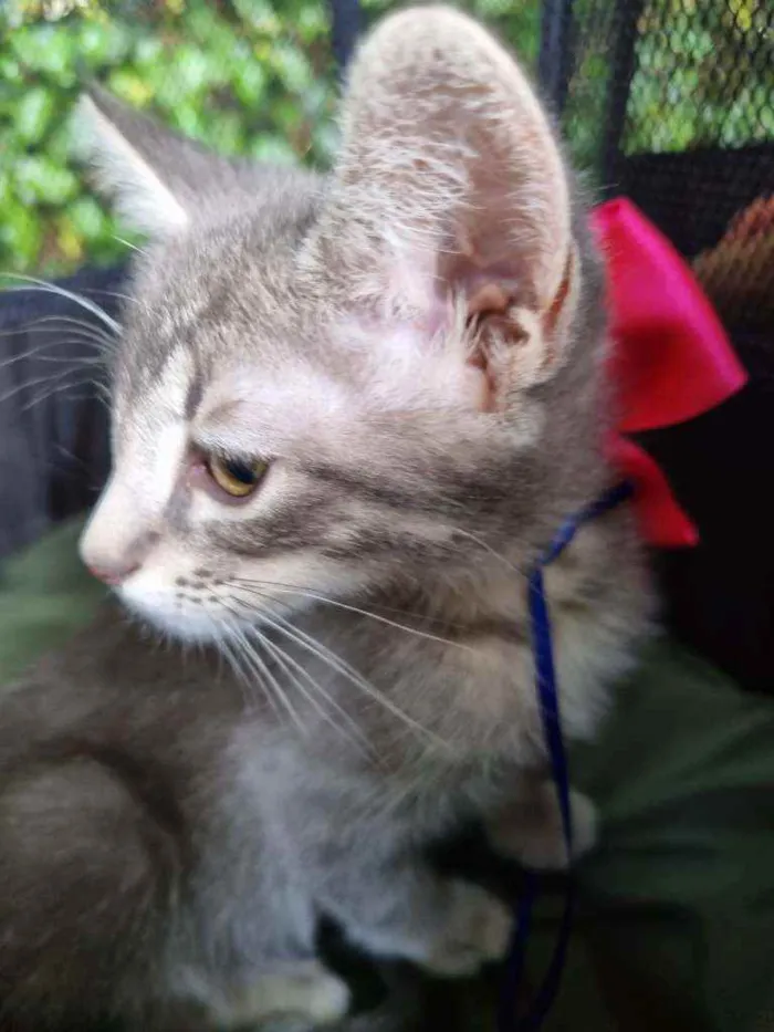 Gato ra a Felino SRD idade 2 a 6 meses nome Veludinho
