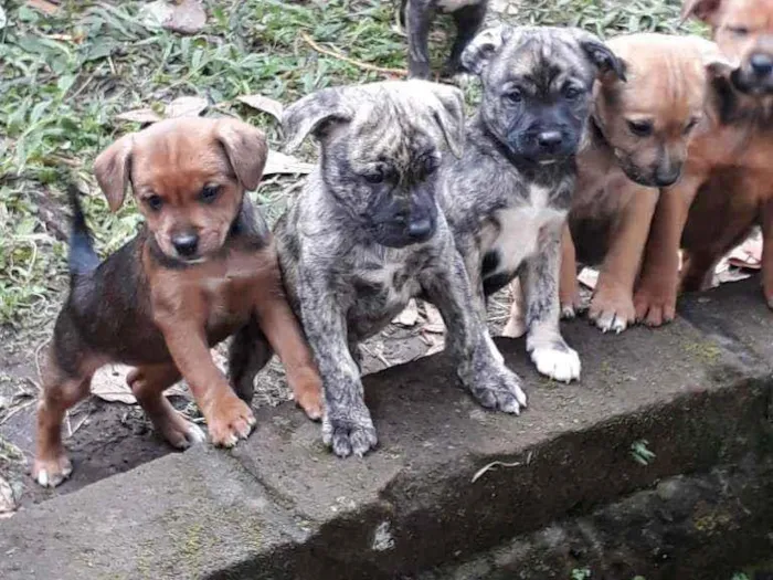 Cachorro ra a SRD idade Abaixo de 2 meses nome Filhotinhos 