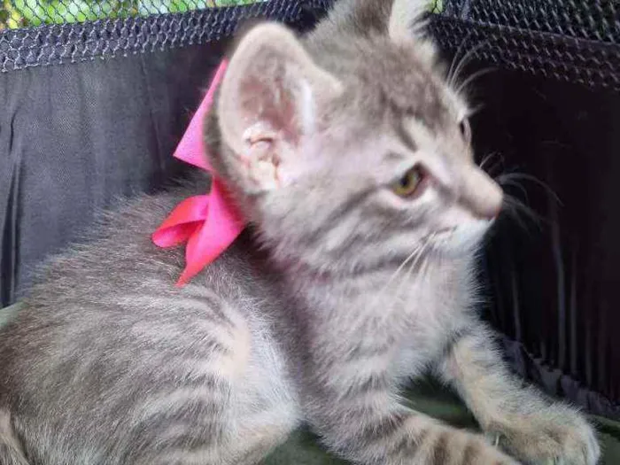 Gato ra a Felino SRD idade 2 a 6 meses nome Veludinho