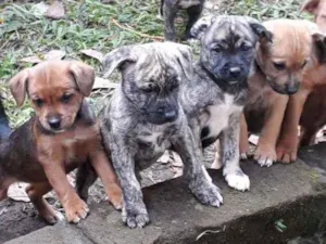 Cachorro raça SRD idade Abaixo de 2 meses nome Filhotinhos 