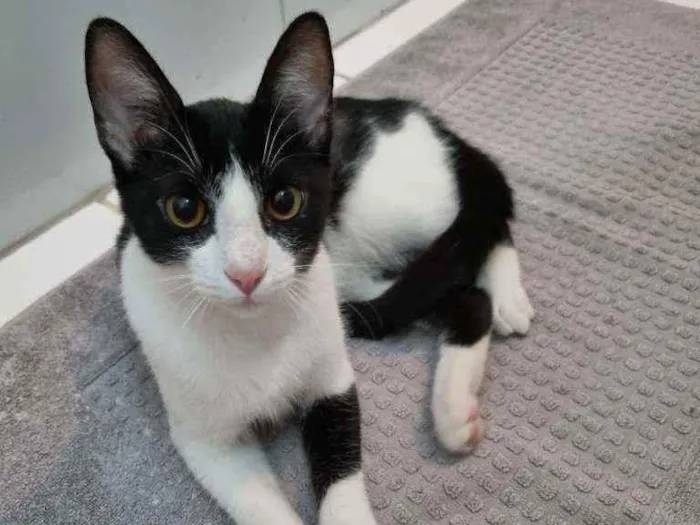 Gato ra a Felino SRD idade 2 a 6 meses nome ALICE