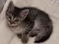 Xuxu