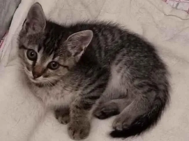 Gato ra a Felino SRD idade 2 a 6 meses nome Xuxu