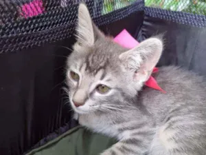 Gato raça Felino SRD idade 2 a 6 meses nome Veludinho