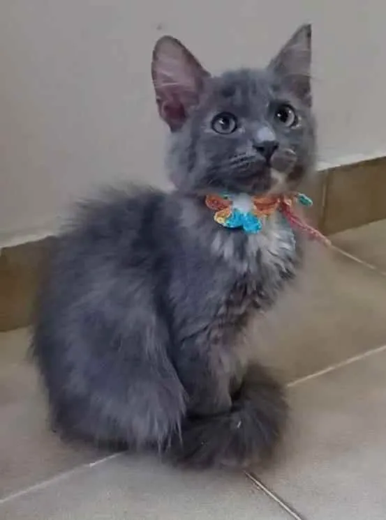 Gato raça Srd idade 2 a 6 meses nome ** Mia **