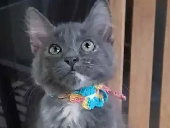 Gato raça Srd idade 2 a 6 meses nome ** Mia **