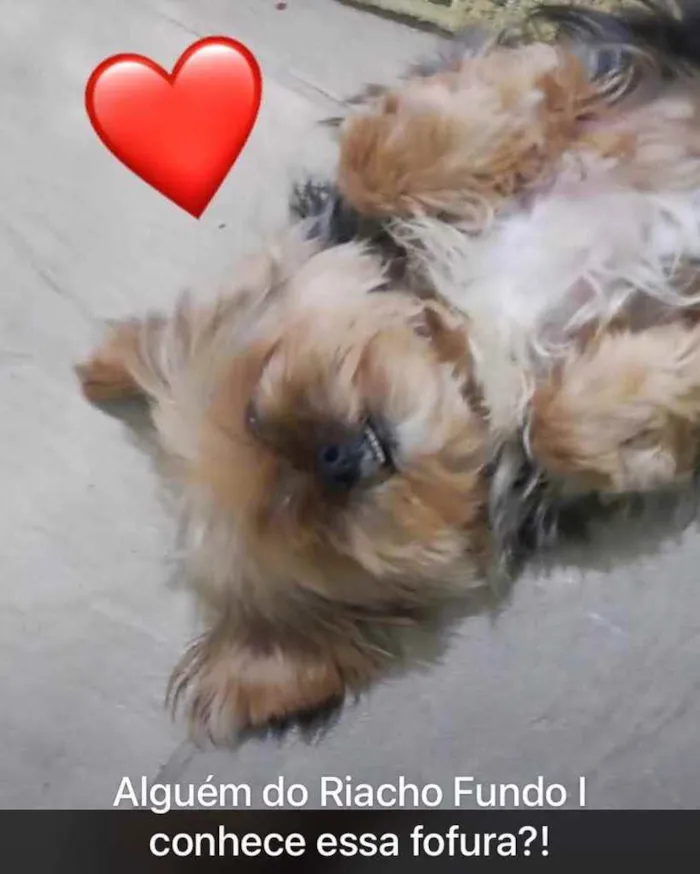 Cachorro raça Yorkshire  idade 6 ou mais anos nome Yorkshire 