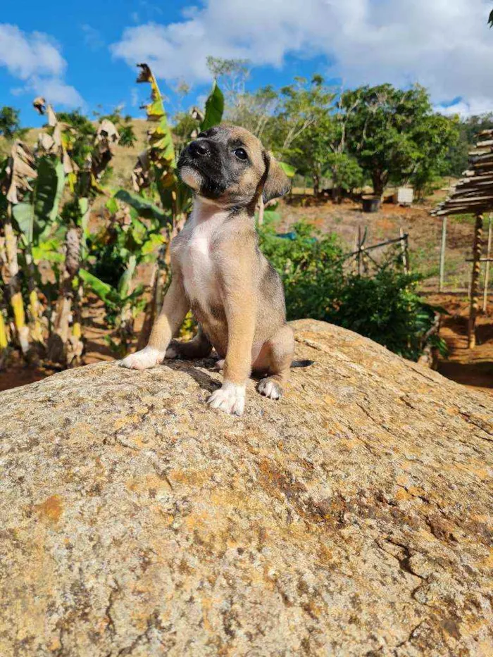 Cachorro raça Fila om Box idade Abaixo de 2 meses nome Sem nome, filhote