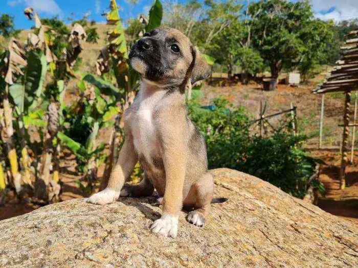Cachorro raça Fila om Box idade Abaixo de 2 meses nome Sem nome, filhote