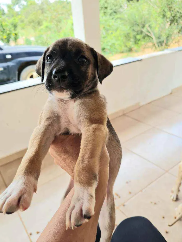 Cachorro raça Fila om Box idade Abaixo de 2 meses nome Sem nome, filhote