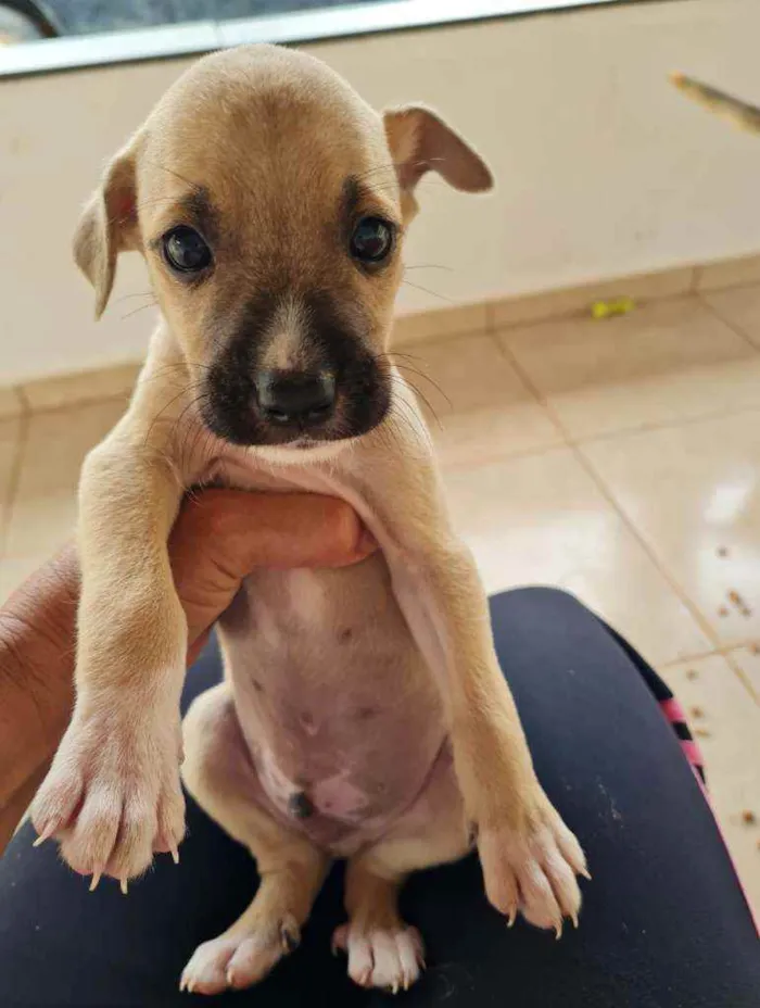 Cachorro raça Boxer e Pastor idade 2 a 6 meses nome Sem nome, filhote 