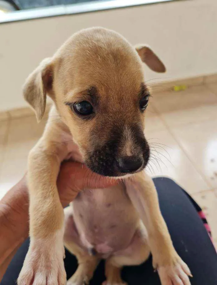 Cachorro raça Boxer e Pastor idade 2 a 6 meses nome Sem nome, filhote 