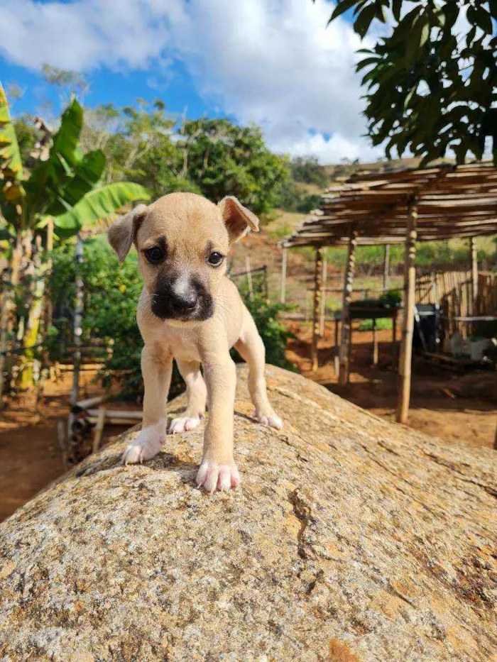 Cachorro raça Boxer e Pastor idade 2 a 6 meses nome Sem nome, filhote 