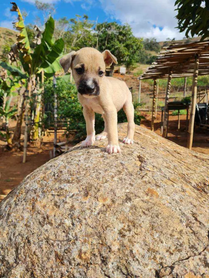 Cachorro raça Boxer e Pastor idade 2 a 6 meses nome Sem nome, filhote 