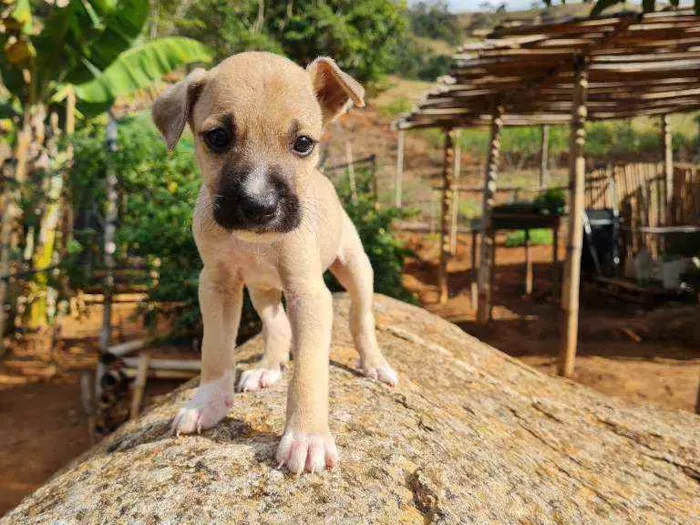 Cachorro raça Boxer e Pastor idade 2 a 6 meses nome Sem nome, filhote 