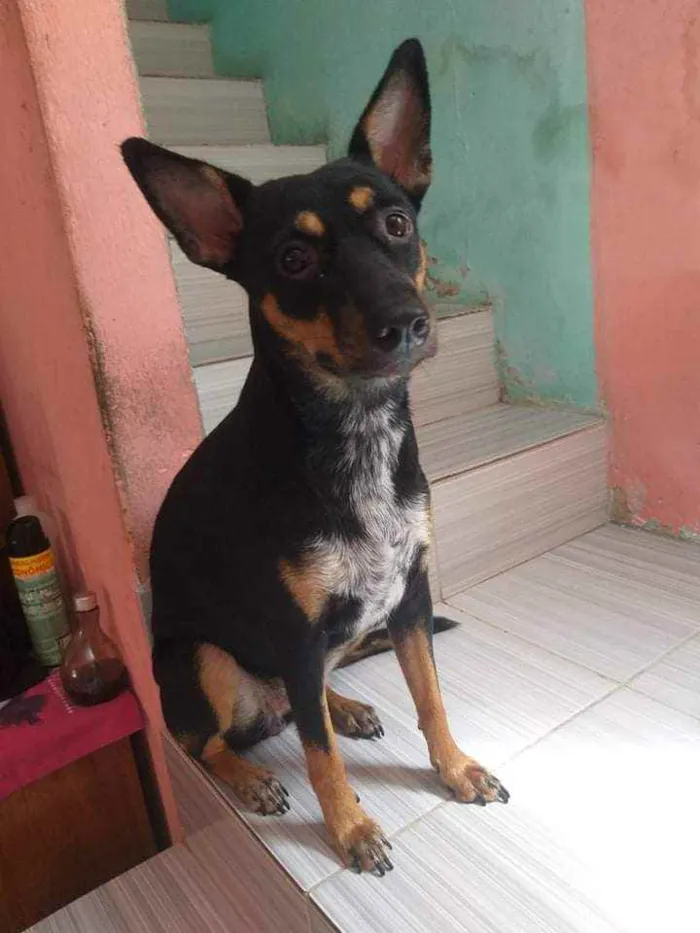 Cachorro ra a Vira-lata idade 1 ano nome Ayla