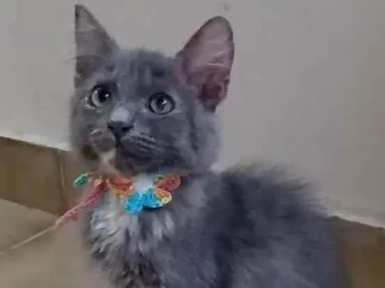 Gato raça Srd idade 2 a 6 meses nome ** Mia **