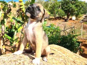 Cachorro raça Fila om Box idade Abaixo de 2 meses nome Sem nome, filhote
