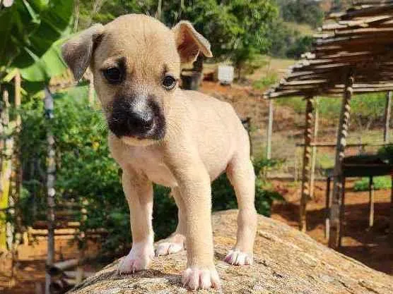 Cachorro raça Boxer e Pastor idade 2 a 6 meses nome Sem nome, filhote 