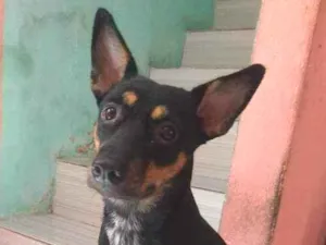 Cachorro raça Vira-lata idade 1 ano nome Ayla