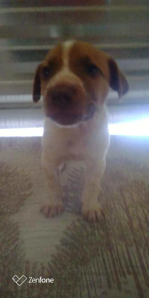 Cachorro raça O pai é pastor,e a mãe vira la idade 2 a 6 meses nome Não dei