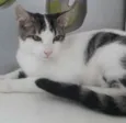 Gato raça SRD idade 1 ano nome BENJI
