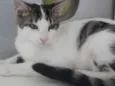 Gato raça SRD idade 1 ano nome BENJI