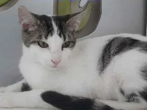 Gato raça SRD idade 1 ano nome BENJI