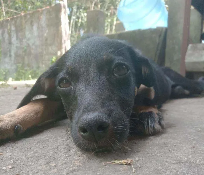 Cachorro ra a SRD idade 2 a 6 meses nome Sem nome 