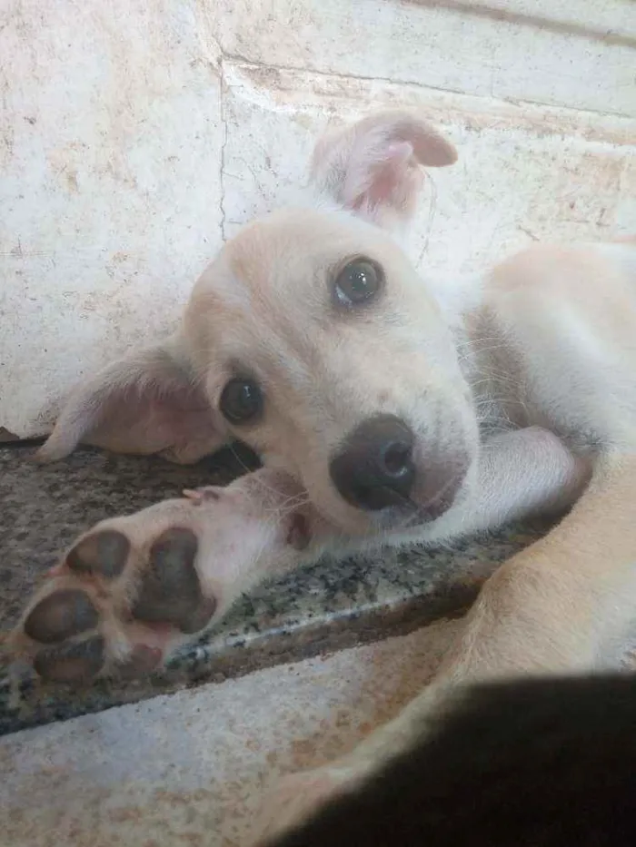 Cachorro ra a SRD idade 2 a 6 meses nome Sem nome 