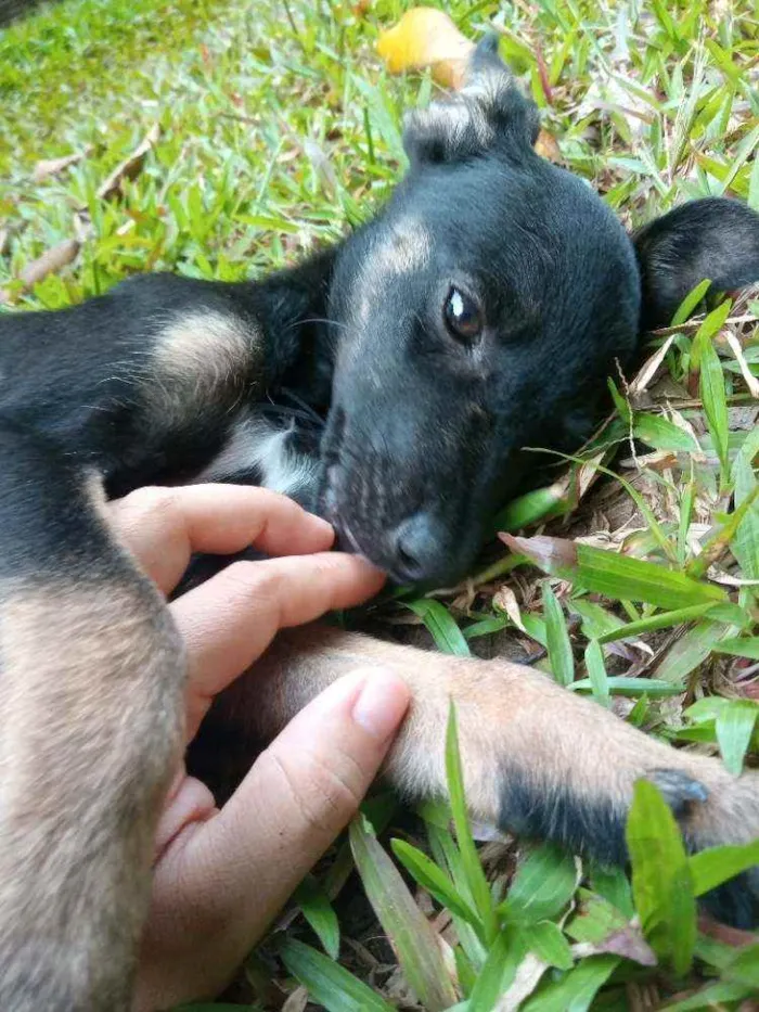 Cachorro ra a SRD idade 2 a 6 meses nome Sem nome 