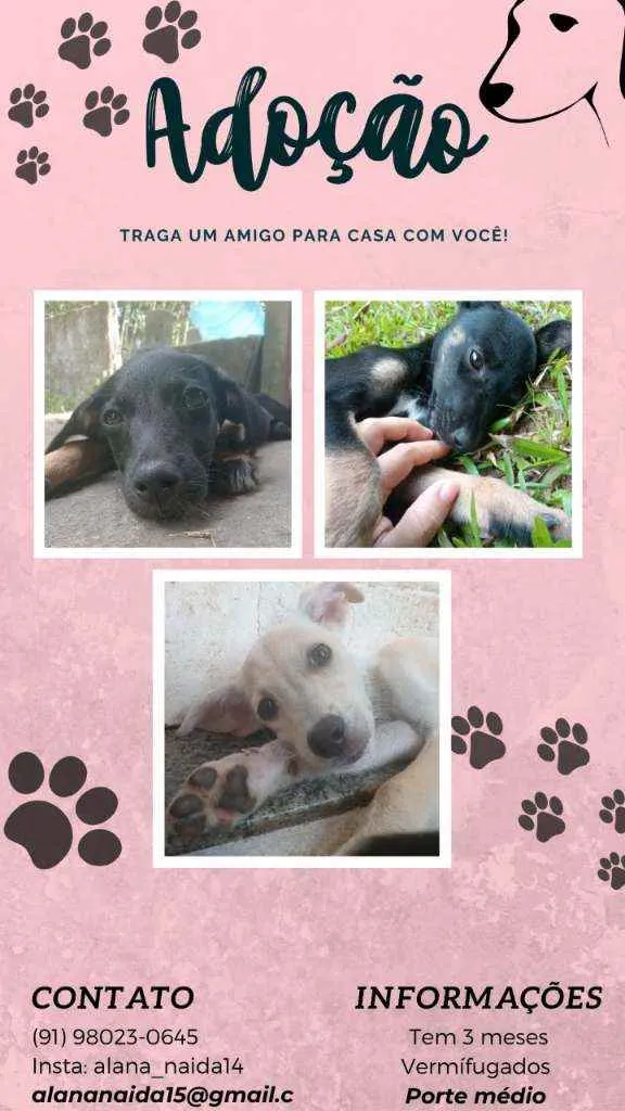 Cachorro ra a SRD idade 2 a 6 meses nome Sem nome 