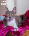 HELEN