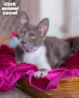 HELEN