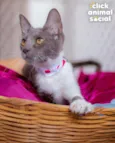 HELEN