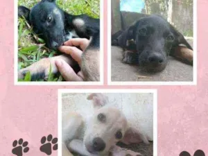 Cachorro raça SRD idade 2 a 6 meses nome Sem nome 