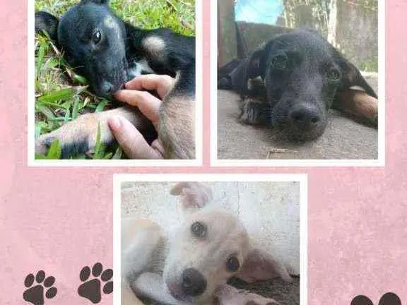 Cachorro ra a SRD idade 2 a 6 meses nome Sem nome 